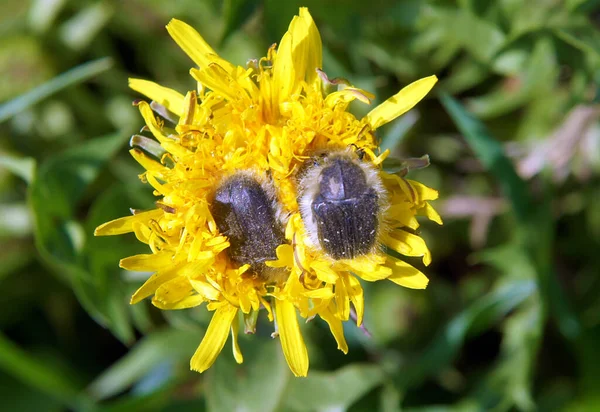 Peste Perigosa Tropinota Hirta Bug Flores Imagem Com Foco Local — Fotografia de Stock