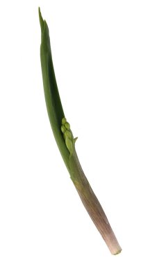 Beyaz arka planda Lily 'nin tomurcukları (Convallaria majalis) izole edilmiştir.