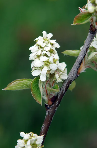 Белые Цветы Темного Дерева Тени Amelanchier Весной Изображение Локальной Фокусировкой — стоковое фото