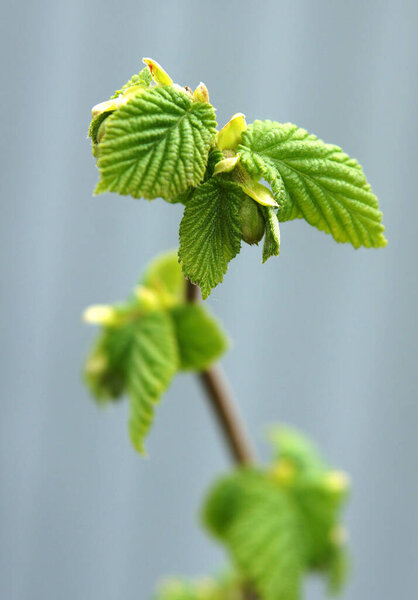 Запах фундука с молодыми листьями весной. Изображение с локальной фокусировкой и поверхностным
