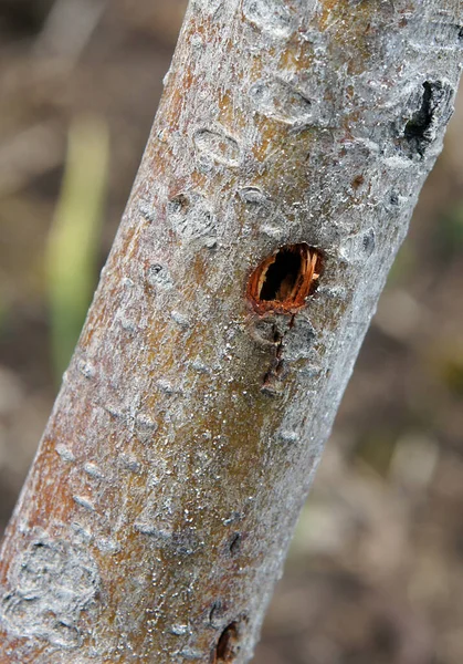 딱다구리가 커다란 과일나무 딱정벌레를 나무줄기에 구멍들 — 스톡 사진