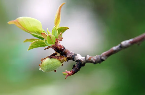 Damasco Pequeno Ovário Primavera Imagem Com Foco Local Profundidade Campo — Fotografia de Stock