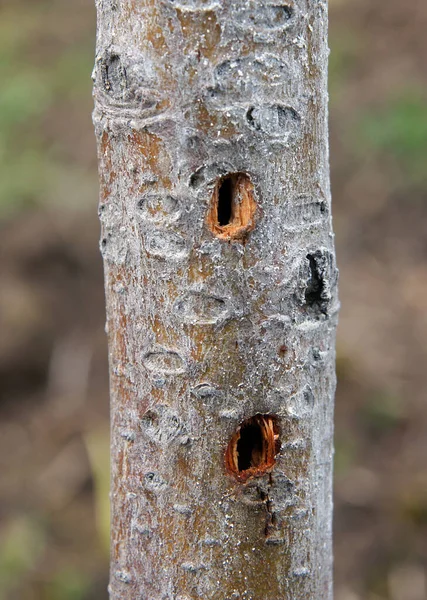 Holes Trunk Fruit Tree Woodpecker Made Searching Large Fruit Bark — Stock Photo, Image