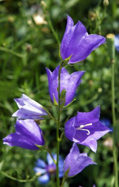 Campanula persicifolia 'nın güzel çiçekleri (şeftali yapraklı çan çiçeği). Yerel odaklanma ve alanın sığ derinliğine sahip resim 