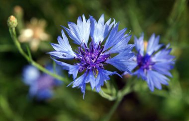 Blooming blue cornflowers on a background of bright green clipart