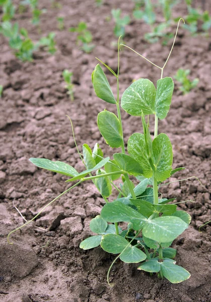 Паростки Рослини Пеа Pisum Sativum Ранньою Весною Органічних Теренах — стокове фото