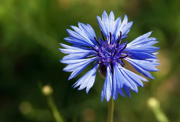 Flores Maíz Azules Fondo Color Verde Brillante — Foto de Stock