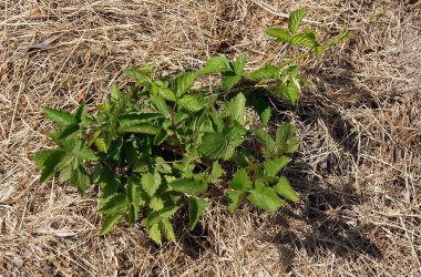 Taze çiğ (Rubus) çalısı ve bahar başlarında saman gibi saman. Yerel odaklanma ve alanın sığ derinliğine sahip resim