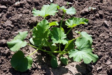 Genç yeşil kabak ya da kabak.