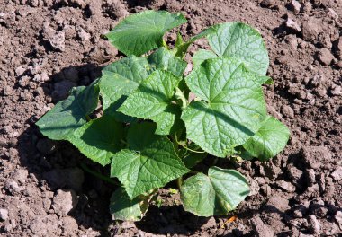 Sebze yatağındaki salatalık bitkisinin en üst görüntüsü.