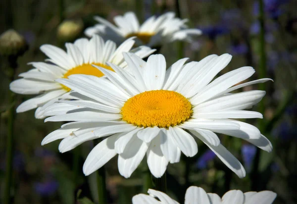 Vit Kamomill Blommor Bakgrund Blå Blåklint Blommor Bild Med Lokal — Stockfoto