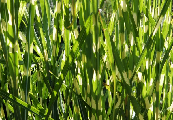 Gros Plan Herbe Ornementale Miscanthus Sinensis Zebrinus Image Avec Mise — Photo