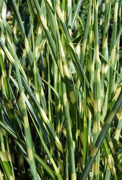 Primer Plano Hierba Ornamental Miscanthus Sinensis Zebrinus Imagen Con Enfoque — Foto de Stock