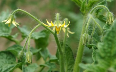 Haziran 'da yeşil bulanık arkaplanda domates çiçekleri