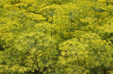 Yaz aylarında sebze yataklarında güzel infloresans dereotu (Anethum Graveolens) bulunur.