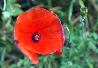Tarla gelinciği veya kırmızı gelincik güzel çiçek (Papaver rhoeas)