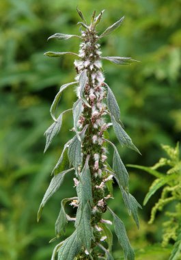 Yeşil bulanık arkaplan üzerinde Anne Solucanı 'nın (Leonurus Glaucescens) infloresansı