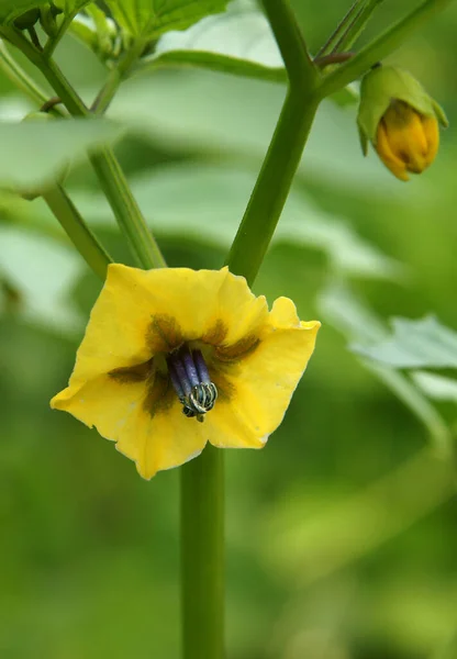 Blommor Kap Krusbär Physalis Peruviana Rjan Sommaren Ekologiska Ngt — Stockfoto