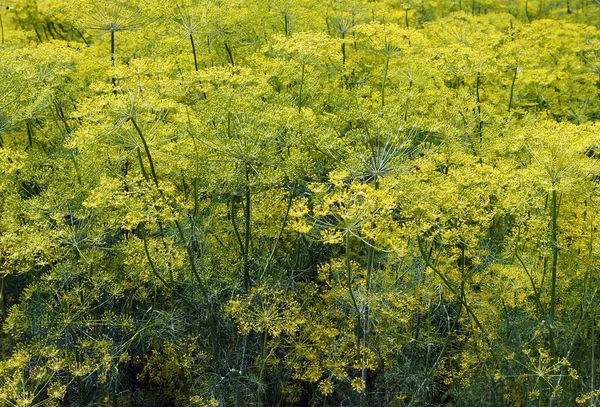 Krásná Květenství Kopru Anethum Graveolens Rostlinných Záhonech Létě — Stock fotografie