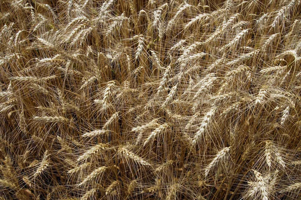 畑の大麦の熟した小穂を背景に — ストック写真