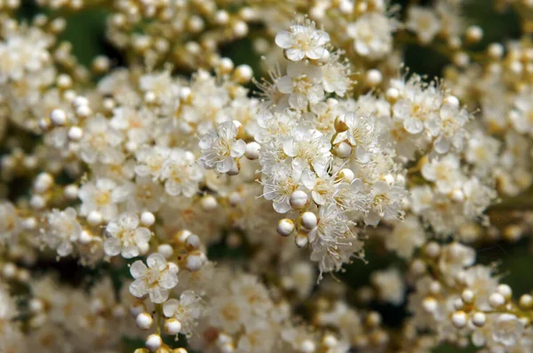 Świeże Kwiaty Sumaku Chińskiego Rhus Chinensis — Zdjęcie stockowe