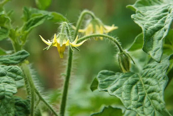 Blommor Tomater Juni Grã Suddig Bakgrund — Stockfoto