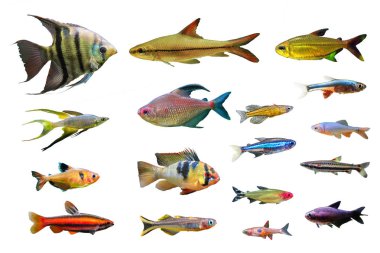 Beyaz izole arka plan üzerinde Süs Tatlı Su Balık seti. Leopoldi melek balığı, Mercan kırmızısı Pencilfish, Alman Ram Cichlid, Serpae tetra, Yeşil neon tetra ve Rainbowfish vb gibi.