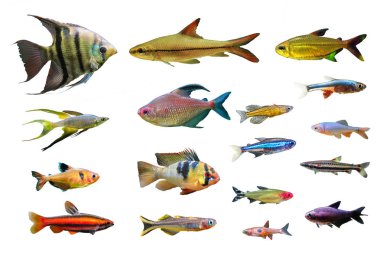 Set of Ornamental Freshwater Fish on white isolated background. such as Leopoldi angelfish, Coral red Pencilfish, German Ram Cichlid, Serpae tetra, Green neon tetra and Rainbowfish etc. clipart