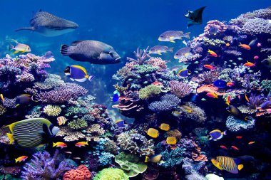 Balina köpekbalığı ve Manta Ray mercan kayalıklarını ziyaret ediyor. Güzel tropikal deniz balığı sürüleriyle birlikte.