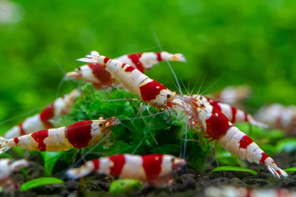 Close Red Bee Shrimp Caridina Cantonensis Var Eating Spinach — Stock Photo, Image