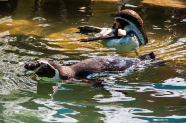 Humboldt pengueni (Spheniscus humboldti) havuzda yüzüyor