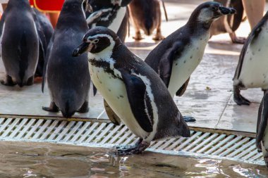 Humboldt pengueni (Spheniscus humboldti) yerde duruyor