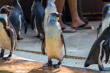 Humboldt pengueni (Spheniscus humboldti) yerde duruyor