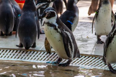 Humboldt pengueni (Spheniscus humboldti) yerde duruyor