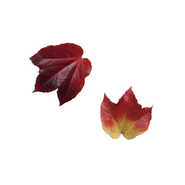 Dwa odizolowane czerwone jesienne liście bluszczu bostońskiego, ogrodowa roślina ozdobna — Zdjęcie stockowe