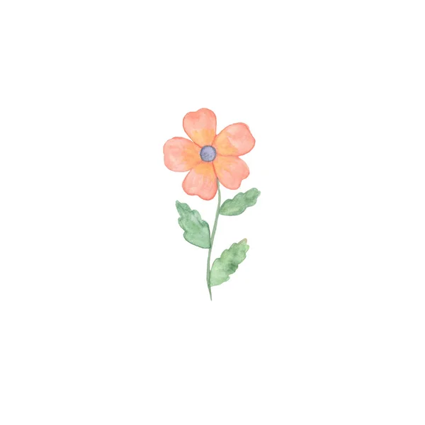 En fin anbud rosa blomma på vit bakgrund, blommig prydnad — Stockfoto