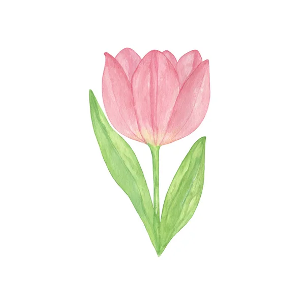 Una tierna flor de tulipán rosa sobre el fondo blanco, un solo objeto — Foto de Stock