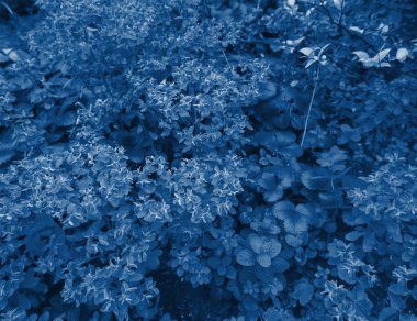 Yılın Rengi: 2020 Klasik Mavi, çiçekli arka plan: Moda mavisi.