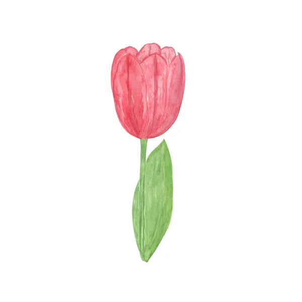 A tender tulip flower on the white background, a single object — 스톡 사진