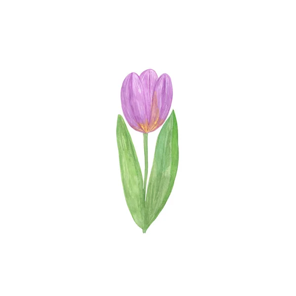 Una tierna flor de tulipán sobre el fondo blanco, un solo objeto — Foto de Stock