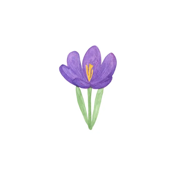 Watercolor illustration, isolated violet crocus flower, hand drawn simple springtime image — 스톡 사진