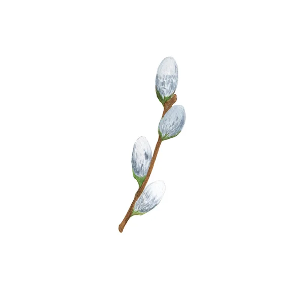 Весняні пухнасті кицьки верби квітучі гілки, молоді гілки весняних дерев — стокове фото