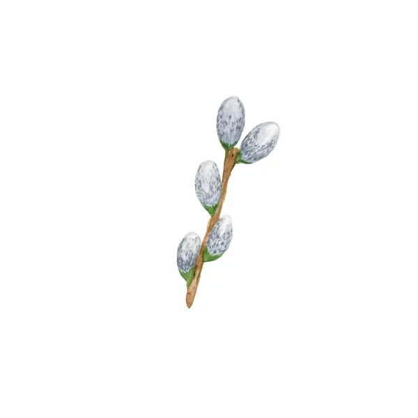 Fluffiga fitta vide blommande grenar, unga kvistar av våren tre — Stockfoto