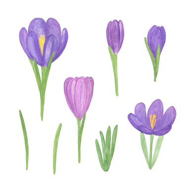 Suluboya illüstrasyon, menekşe çiçeği seti, el çizimi basit bahar resmi