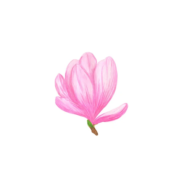 Pink magnolia wild flower in a watercolor style isolated simple object — Stock Photo, Image