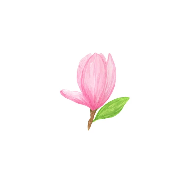 Rosa magnolia fiore selvatico in stile acquerello isolato semplice oggetto — Foto Stock