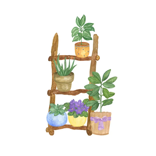 Aquarel kamerplanten op een houten ladder, met de hand getekend illustratie — Stockfoto