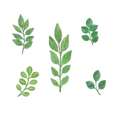 Bir suluboya süslü seti beyaz arkaplanda dallar bırakır, farklı tasarım amaçları için kullanılabilecek el çizimi desenler