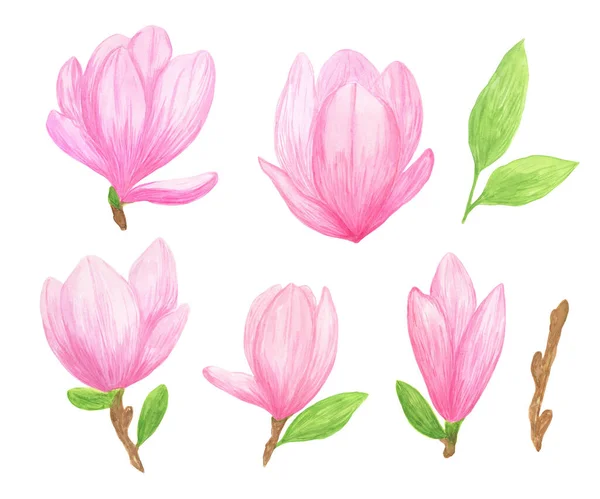 Set Aus Rosafarbenen Magnolien Wildblumen Handgezeichneten Aquarell Stil Isoliert Einfache — Stockfoto