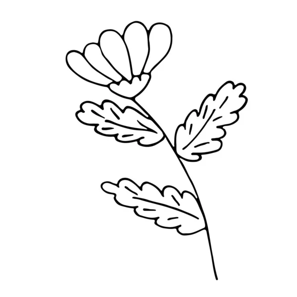 Een Hand Getrokken Ossenoog Madeliefje Bloem Schets Vector Illustratie Zwart — Stockvector